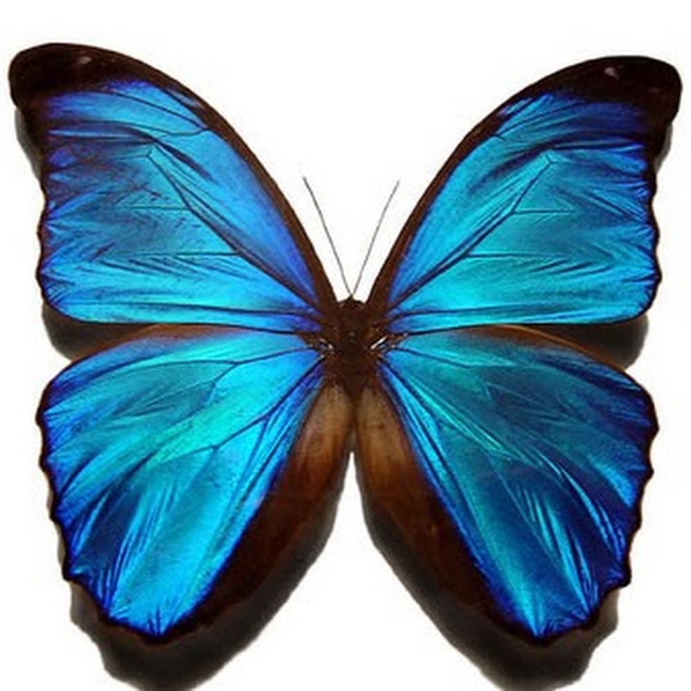 Meet your Posher, Alia